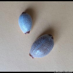 Cypraea Staphylaea staphylaea LAEVIGATA