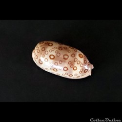 Cypraea (Lyncina) Argus Argus