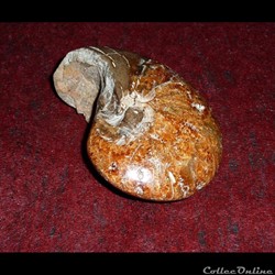 AMMONITE - Coquille d'ammonites dîte "aragonitique"