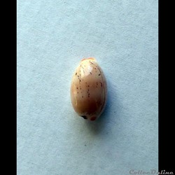 Cypraea LURIA ISABELLA