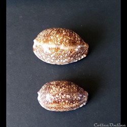 MAURITIA Eglantina
