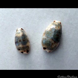 Cypraea BISTOLIDA KIENERI
