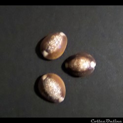 Cypraea CAPUTSERPENTIS