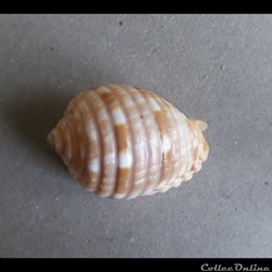 Malea pomum (Linné 1758)