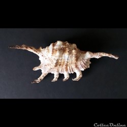 Lambis SCORPIUS