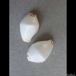Calpurnus verrucosus