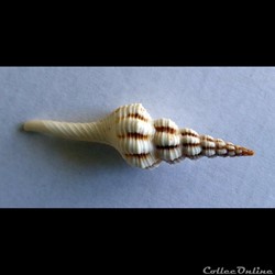 FUSINUS COLUS