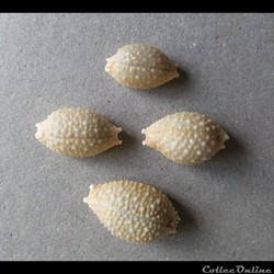 Cypraea Nucleolaria nucleus nucleus