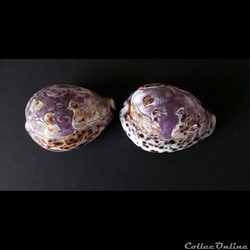 CYPRAEA tigris pour touristes