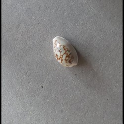 Cypraea CRIBRARULA esontropia francescoi