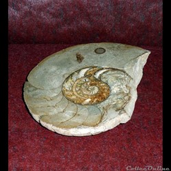 AMMONITE -