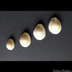 Cypraea ANNULUS