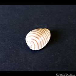 Cypraea PERSICULA CINGULATA