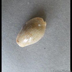 Cypraea EROSARIA EROSA