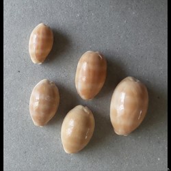 Cypraea LYNCINA CARNEOLA