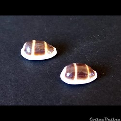 Cypraea ASELLUS ASELLUS