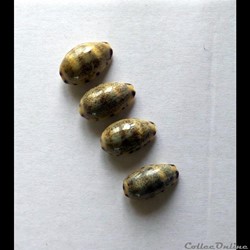 Cypraea MELICERONA FELINA
