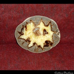 SEPTARIA -