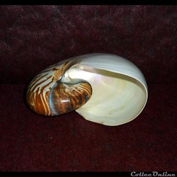 NAUTILE -  Céphalopodes tétrabranchiaux marins