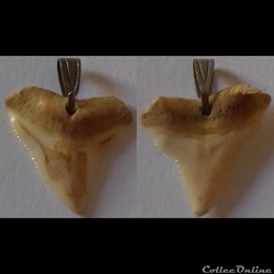 Pendentif dent de requin .