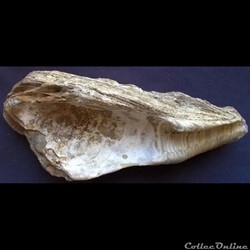 Fossile huitre d'eau douce (Crassostrea gryphoides).