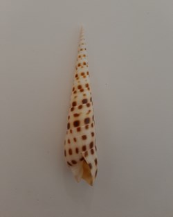 Terebra subulata