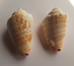 Strombus luhuanus