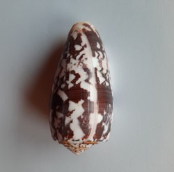 Conus Striatus