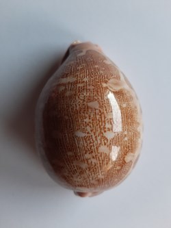 Leporicypraea Mappa