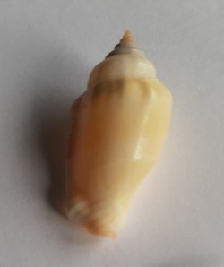 Strombus mutabilis