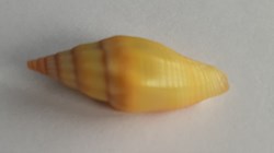 Vexilium vulpecula