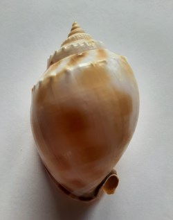 Semicassis Saburon