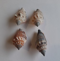 Strombus urceus