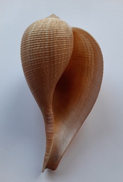 Ficus gracilis