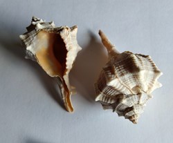 bolinus brandalis