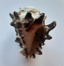 Vasum Ceramicum