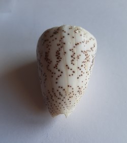 Conus arenatus