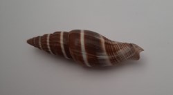 Vexilium Formosense