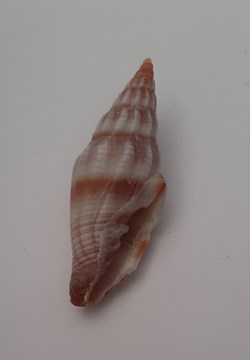 Vexilium Rugosum