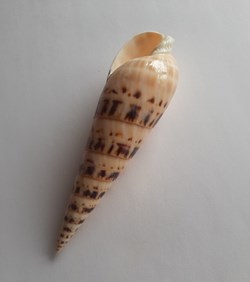 Terebra maculata