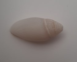 Mitra Nucea