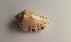 Conomurex decorus