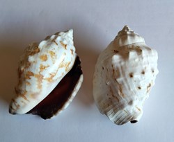 Lentigo pipus