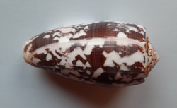 Conus Striatus