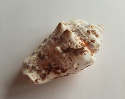 Strombus lentiginous