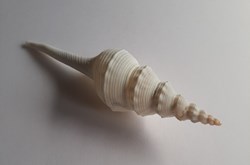Fusinus colus