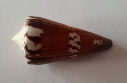 Conus Generalis