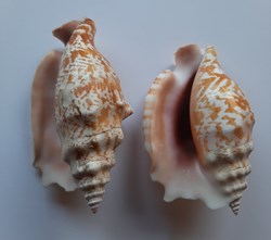 Strombus Sinuatus