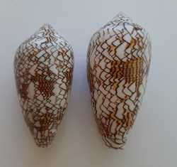 Conus Textile
