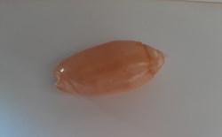 OLiva Anulata Carnicolor